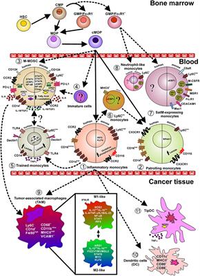 The Endless Saga of Monocyte Diversity